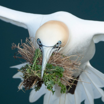 Gannet nest building